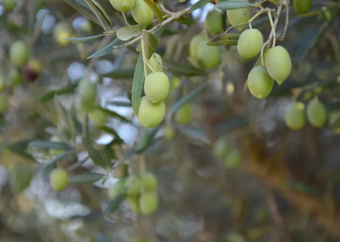 Agriturismo Azzurro